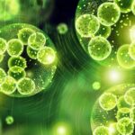 Algae’s Remarkable Role in Sustainable Packaging’s Future