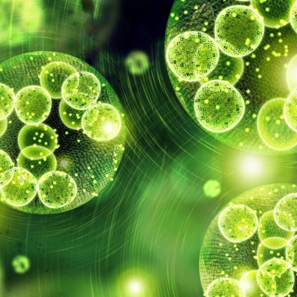 Algae’s Remarkable Role in Sustainable Packaging’s Future