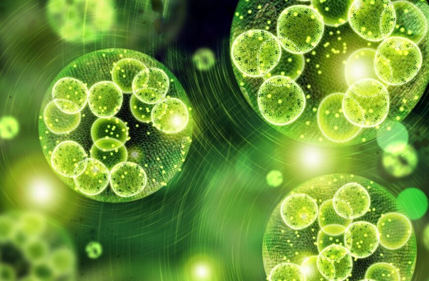 Algae’s Remarkable Role in Sustainable Packaging’s Future