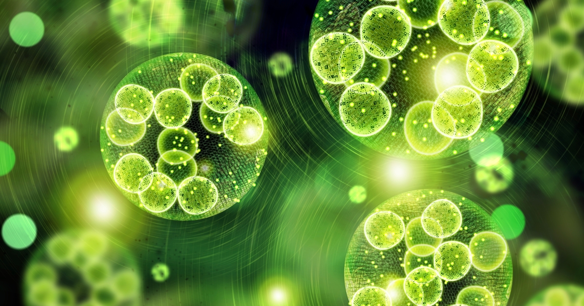 Algae’s Remarkable Role in Sustainable Packaging’s Future