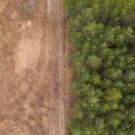 Consumers ‘unlikely’ to benefit from delay to EU deforestation rules and potential price hikes