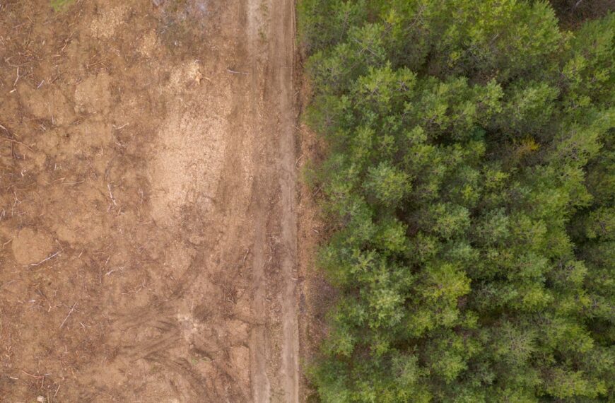 Consumers ‘unlikely’ to benefit from delay to EU deforestation rules and potential price hikes