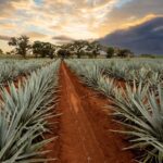 CREO enhances sustainability with two new biobased products