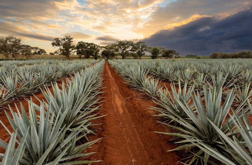 CREO enhances sustainability with two new biobased products  