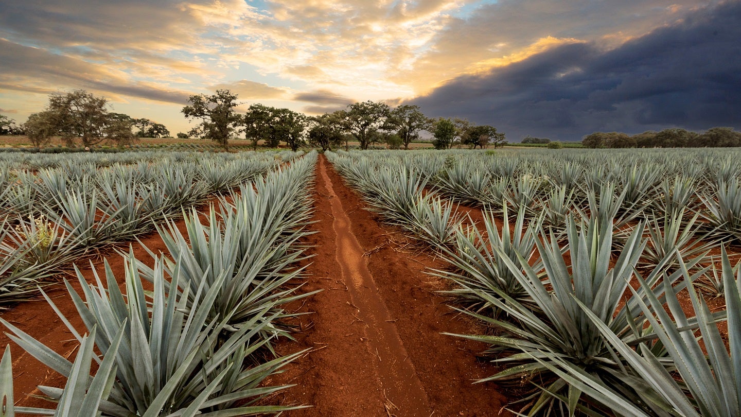 CREO enhances sustainability with two new biobased products  