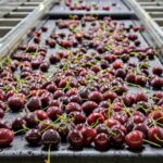 GAIA Investment installs new automated cherry sorting and packing line
