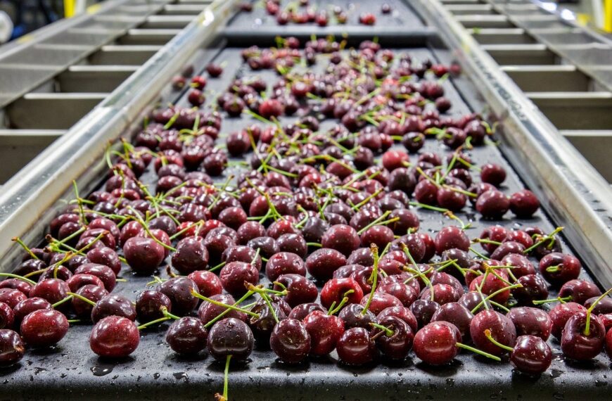 GAIA Investment installs new automated cherry sorting and packing line