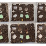 Researchers invent 100% biodegradable 'barley plastic' suitable for food packaging