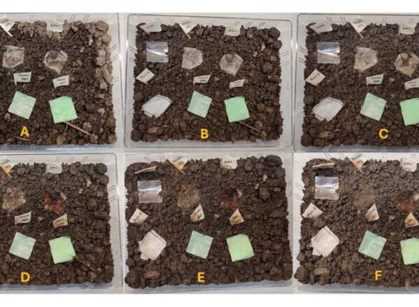 Researchers invent 100% biodegradable 'barley plastic' suitable for food packaging