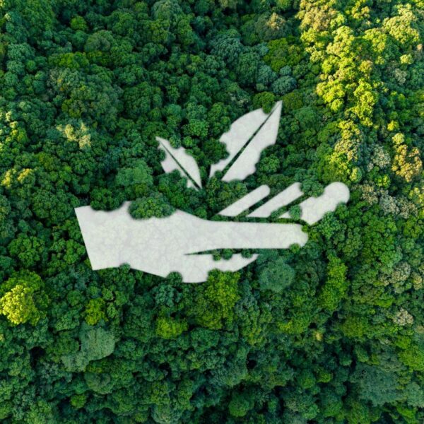 International Paper deepens forest conservation commitments
