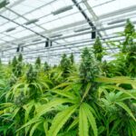 MarijuanaPackaging.com rebranded to Gamut Packaging 