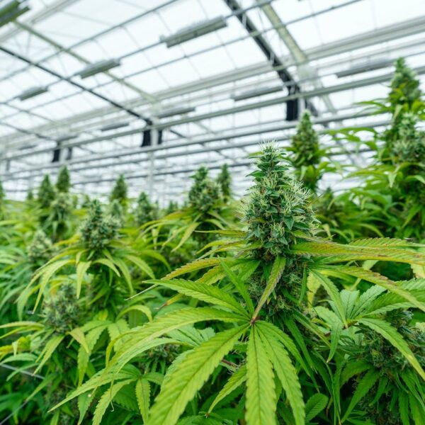 MarijuanaPackaging.com rebranded to Gamut Packaging 