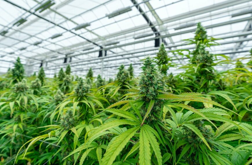 MarijuanaPackaging.com rebranded to Gamut Packaging 