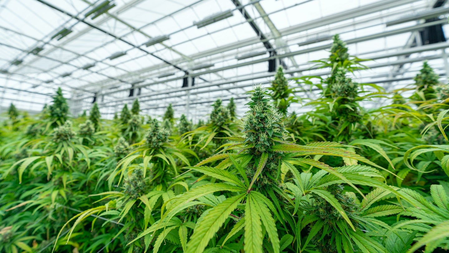 MarijuanaPackaging.com rebranded to Gamut Packaging