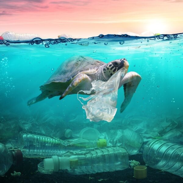 Australia launches consultation to overhauling plastic packaging laws 