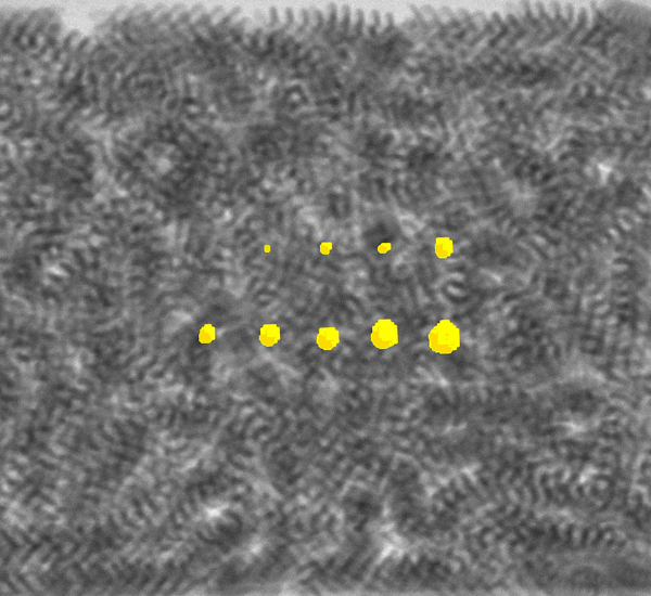 Mettler Toledo Releases X52 Dual Energy X-Ray Inspection System
