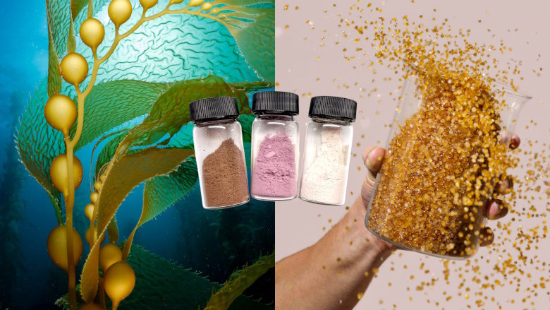 Sway, Umaro secure $1.5-million DOE grant to support innovative seaweed solutions