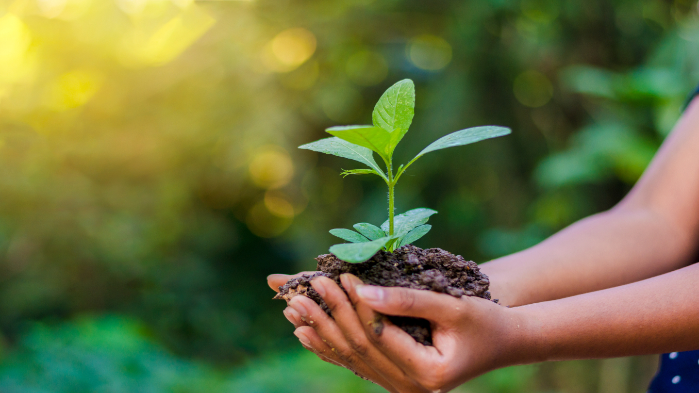 SIG launches forest conservation project in Thailand