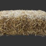 India’s IIT-Madras launches zero-waste bioplastics initiative