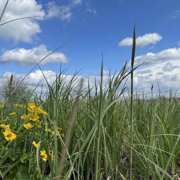 UPM Raflatac and WWF Poland expand collaboration