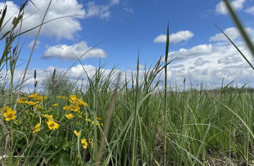 UPM Raflatac and WWF Poland expand collaboration