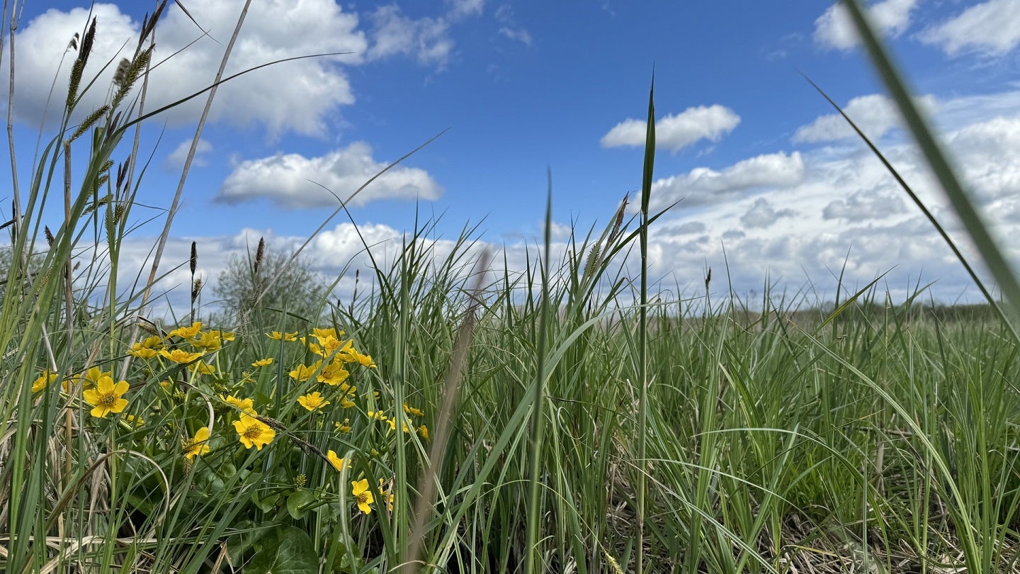 UPM Raflatac and WWF Poland expand collaboration