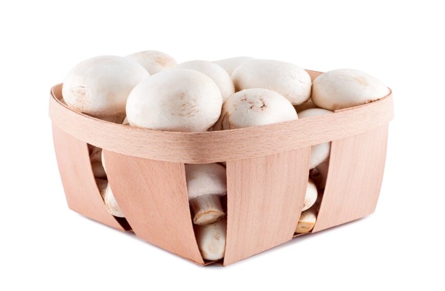 South Mill Champs, Sprouts collaborate on eco-friendly mushroom packaging