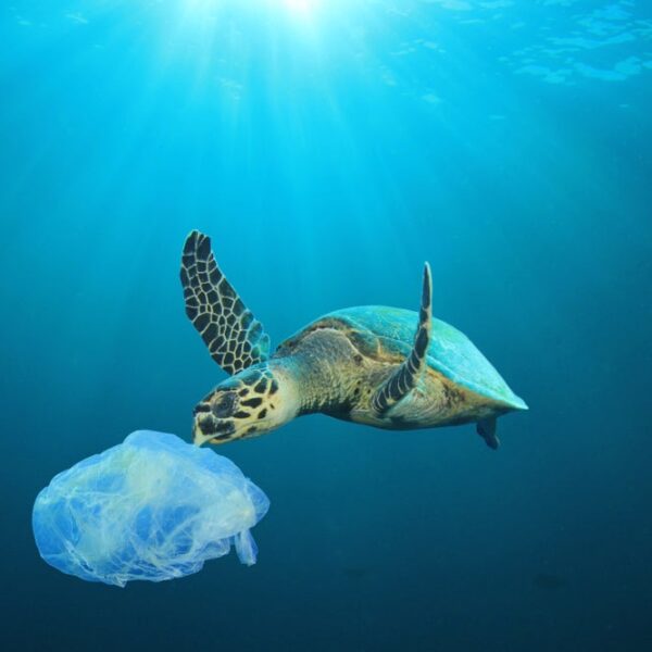 Japan: new plastic dissolves in seawater in one hour