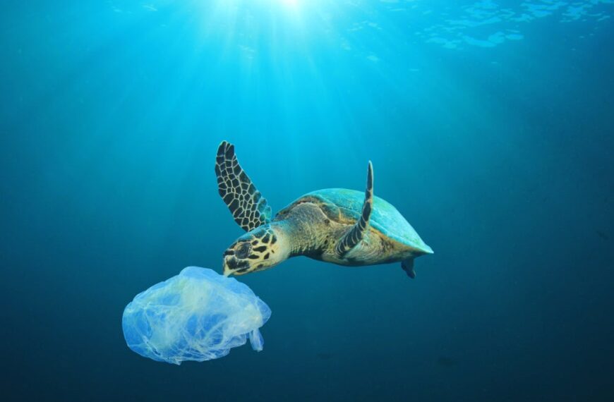 Japan: new plastic dissolves in seawater in one hour