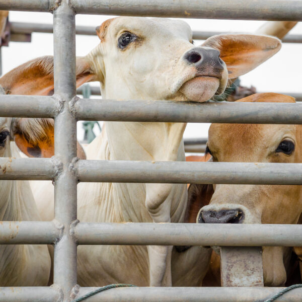 Switzerland to flag animal pain on food packaging