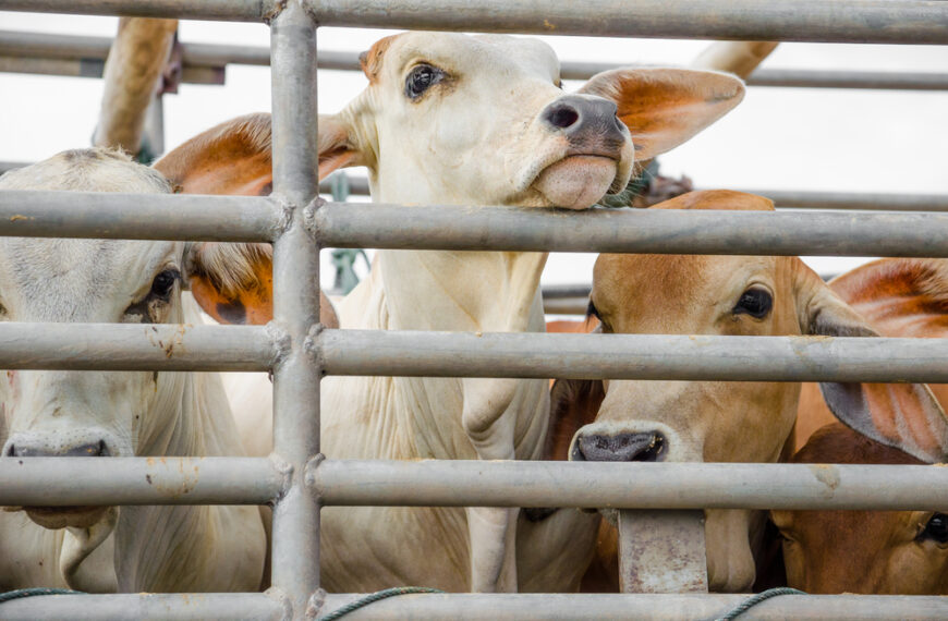 Switzerland to flag animal pain on food packaging