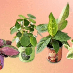 Trader Joe’s Turns Popular Canned Products Into Pots For Plants