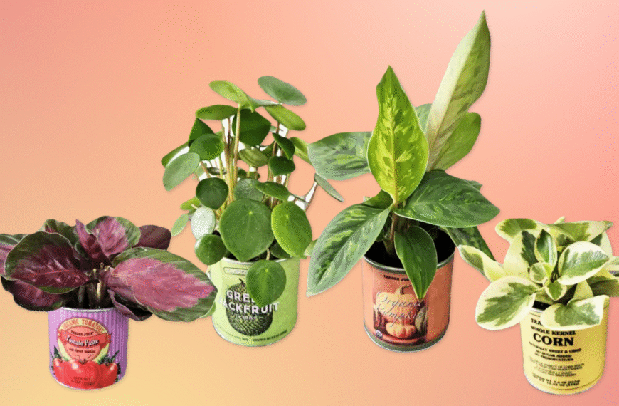 Trader Joe’s Turns Popular Canned Products Into Pots For Plants