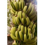 New Box for Transporting Bananas Features Lightweighting, Recycled Fiber