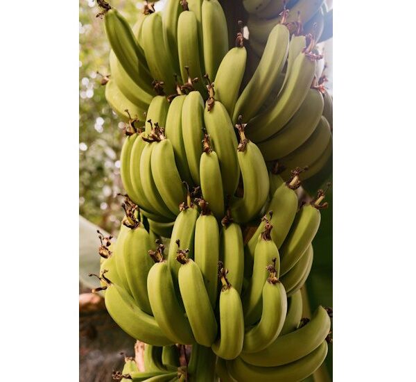 New Box for Transporting Bananas Features Lightweighting, Recycled Fiber