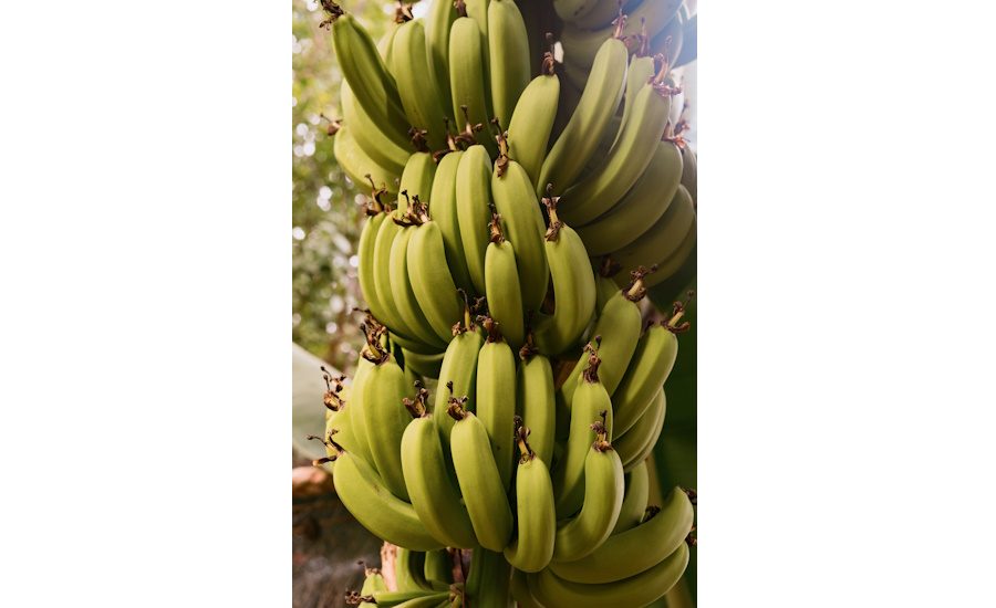 New Box for Transporting Bananas Features Lightweighting, Recycled Fiber