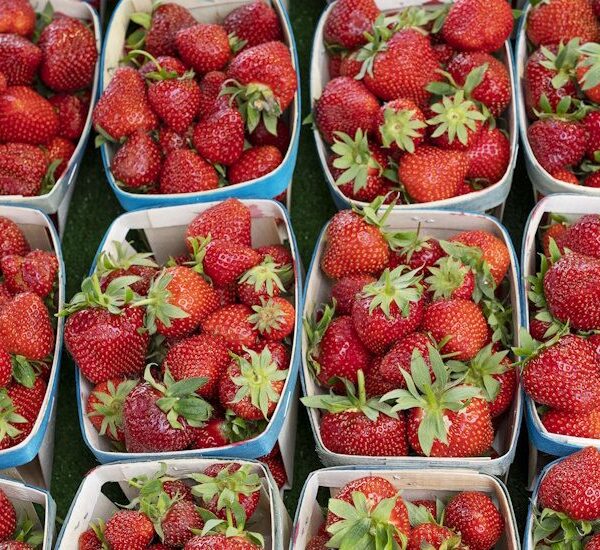 North American Consortium Offers Guide to Sustainable Fresh Produce Packaging