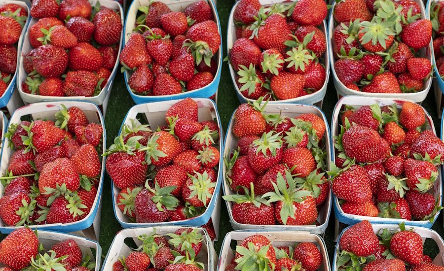 North American Consortium Offers Guide to Sustainable Fresh Produce Packaging