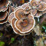 Scientists Create Plastic Coating Alternative From Turkey Tail Mushrooms