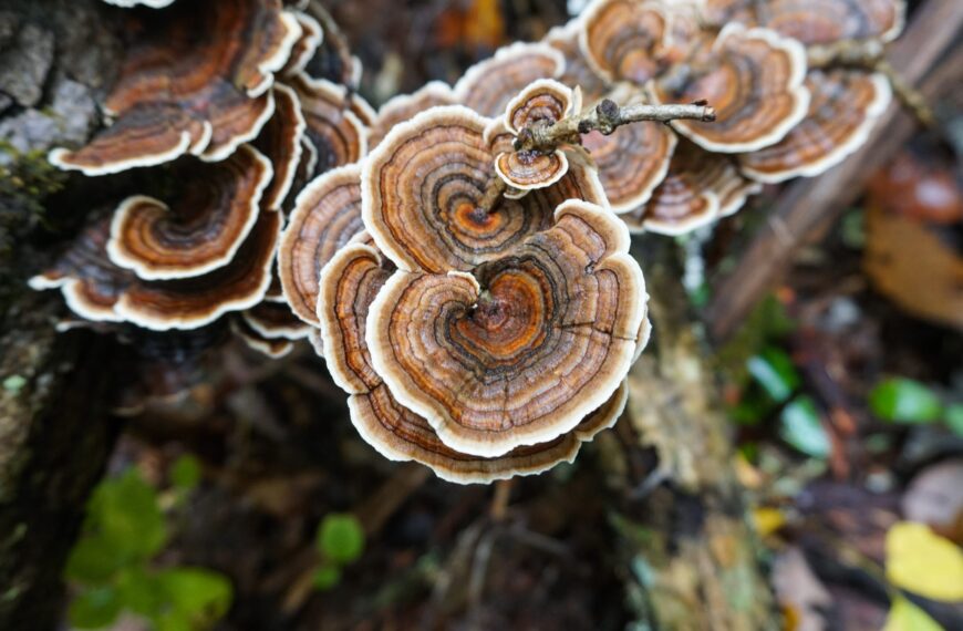 Scientists Create Plastic Coating Alternative From Turkey Tail Mushrooms