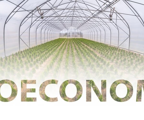 How the EU’s bioeconomy plan will transform packaging