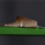 University of Maine researchers turn fungi into eco-friendly food packaging