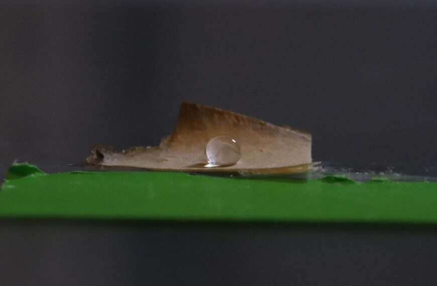 University of Maine researchers turn fungi into eco-friendly food packaging