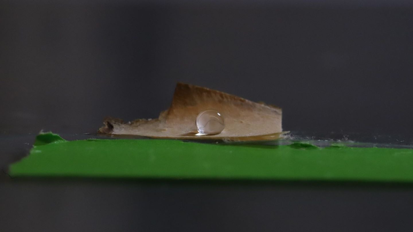 University of Maine researchers turn fungi into eco-friendly food packaging