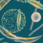 AIMPLAS joins MULTIPLY project to develop microalgae-based packaging