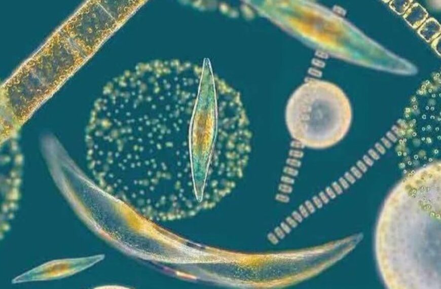 AIMPLAS joins MULTIPLY project to develop microalgae-based packaging