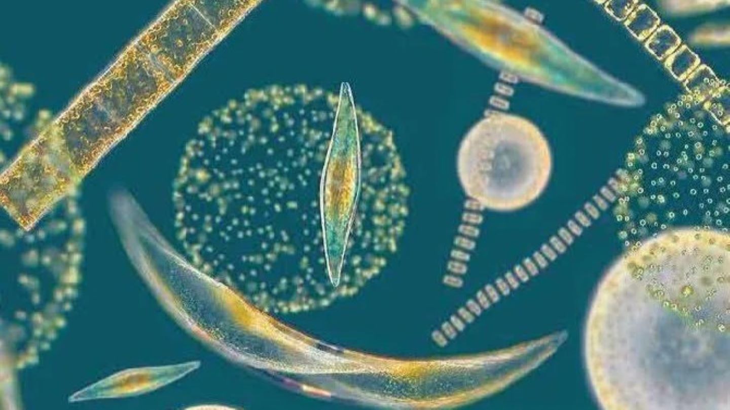 AIMPLAS joins MULTIPLY project to develop microalgae-based packaging