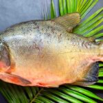 Amazonian fish skin used to develop eco-friendly food packaging