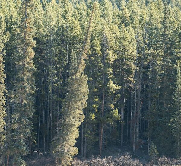 Paper Group Joins Distributor Group in Oregon EPR Lawsuit