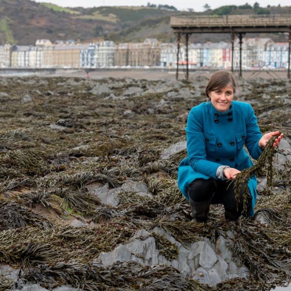 Aberystwyth researchers develop food wrap from seaweed extract